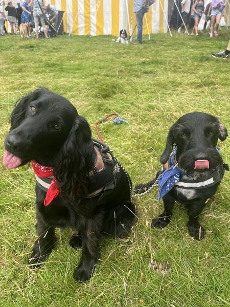 Pet Transport Services